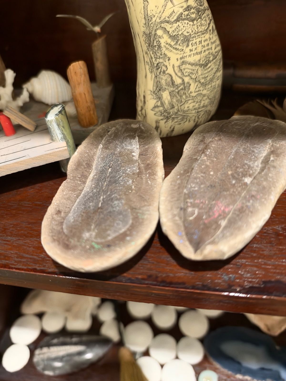 Two large grey fossil shells on a wooden shelf, with an engraved piece showing a map standing behind them