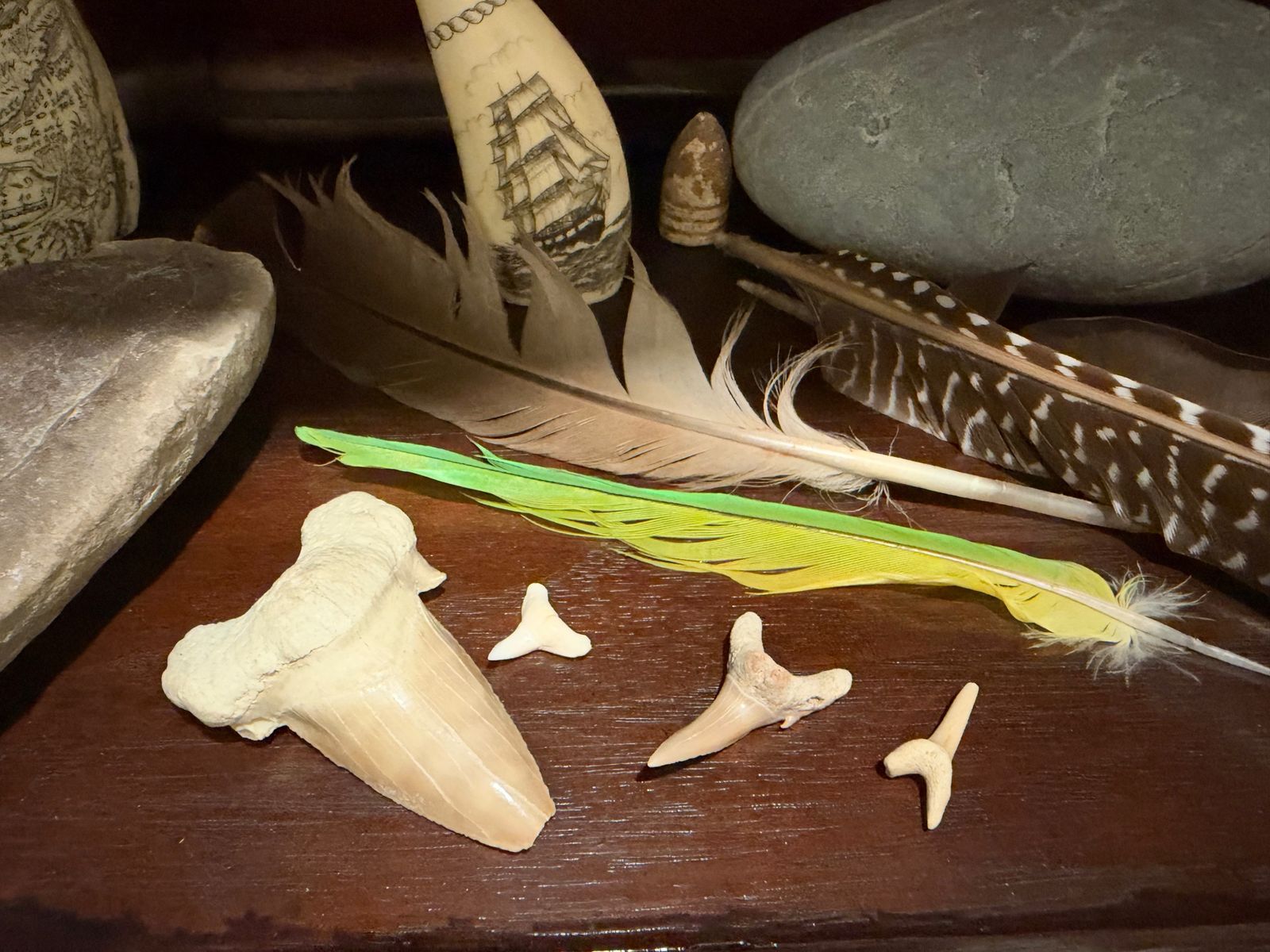 Four shark teeth, one very large and three small, beside green-and-yellow, pale, and speckled feathers, with an engraved sailing ship behind