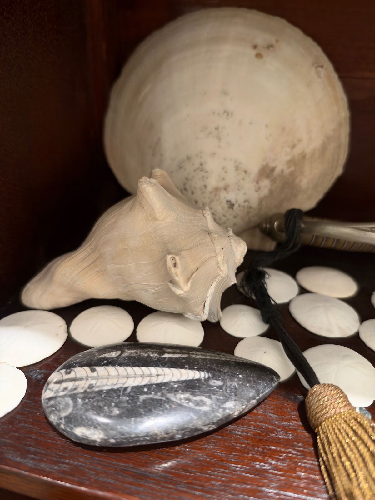 A large conch shell in front of a big round clam shell, a row of white sand dollars, and a polished black stone with a white segmented fossil in front